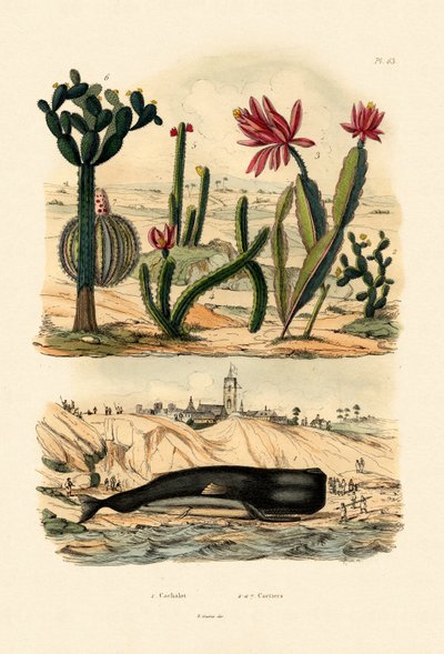 マッコウクジラ、1833-39 作： French School